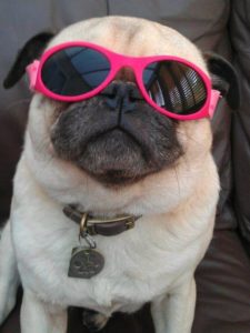 pug in pink glasses.