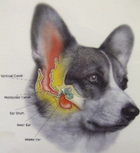 Inside a dogs ear. 