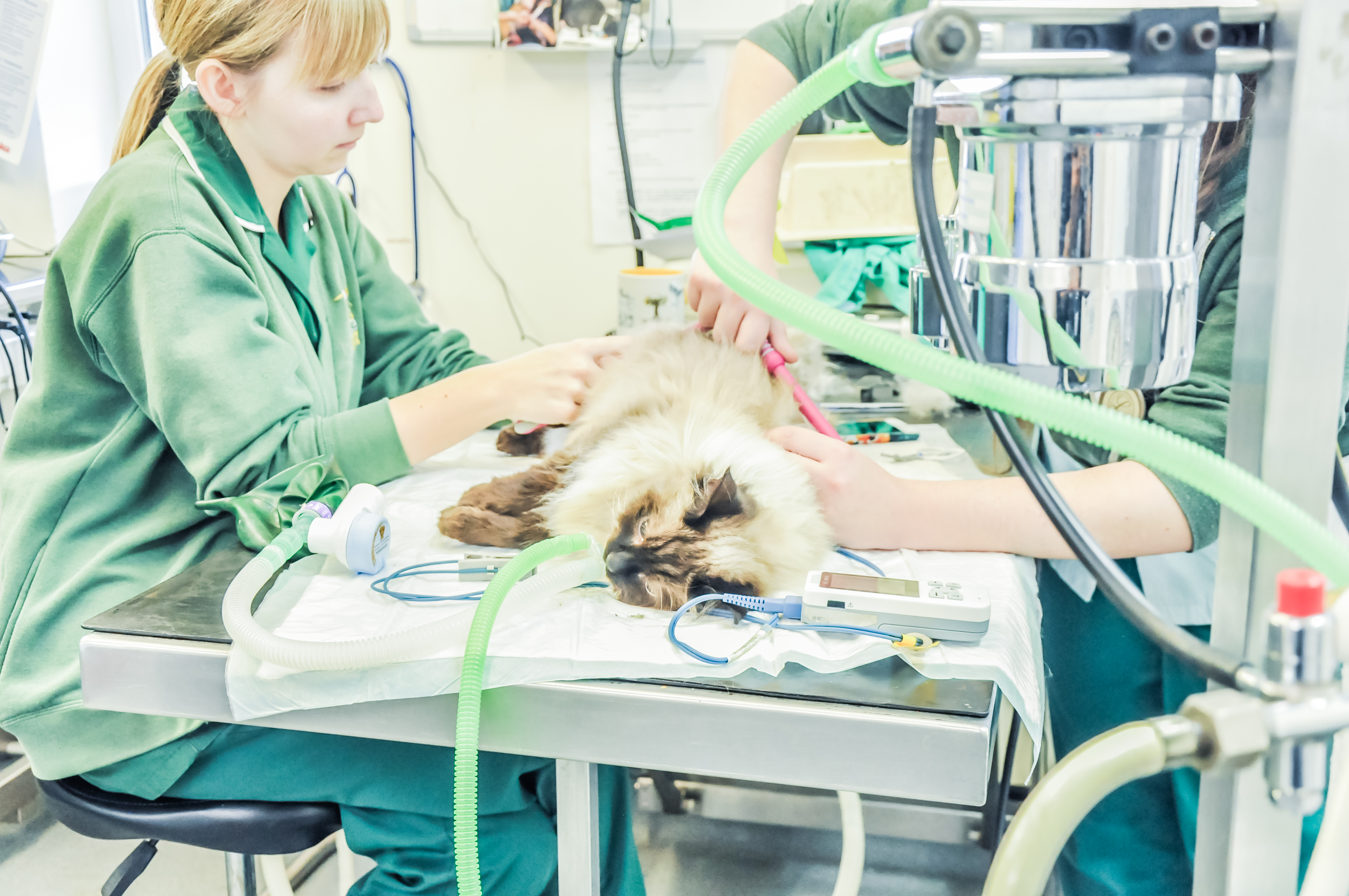 qualified veterinary nurse