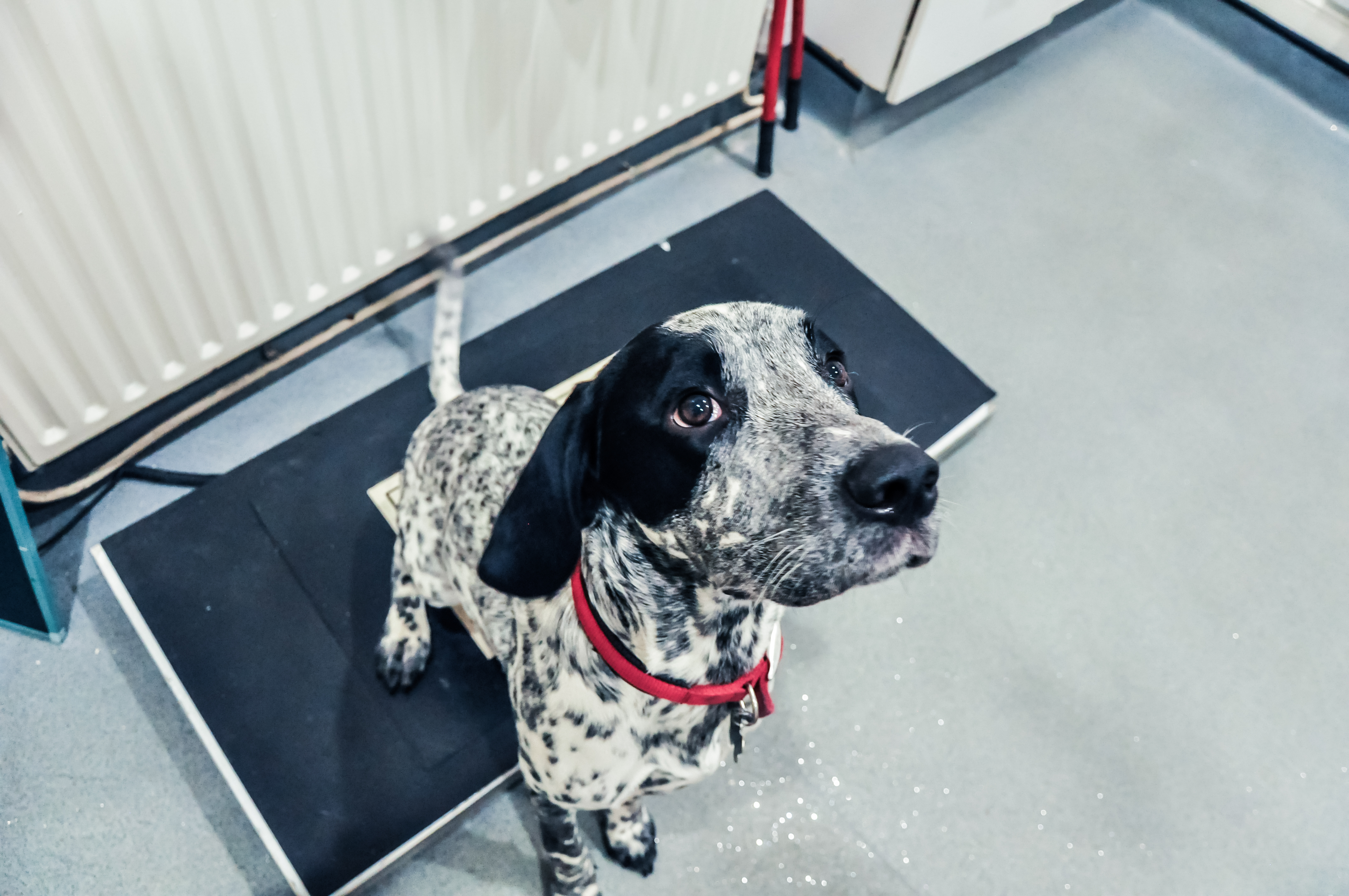 Black and white dog.