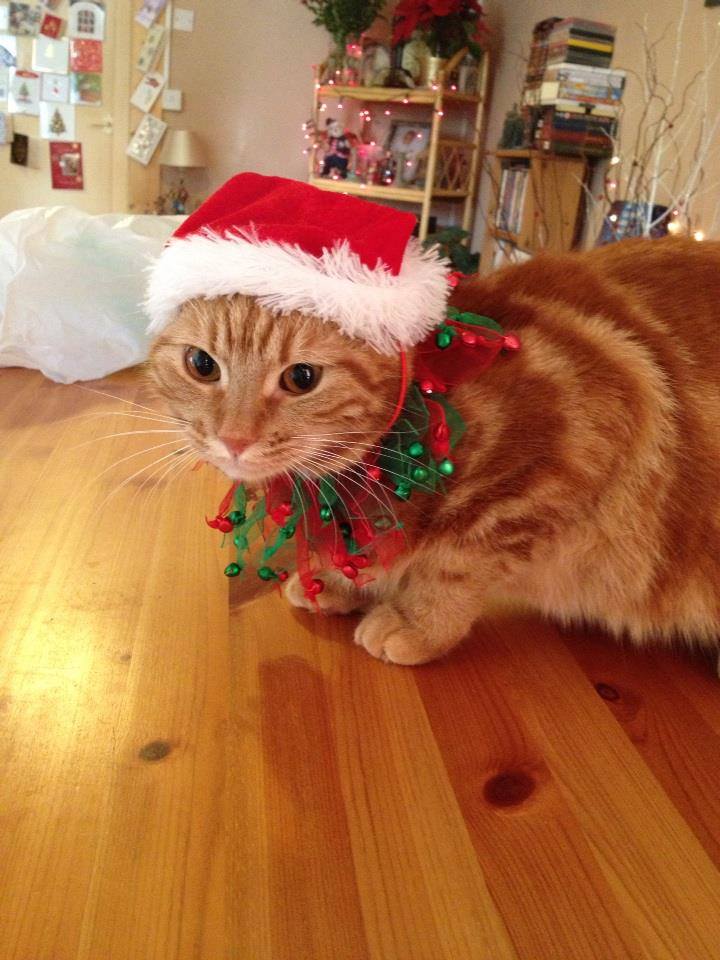 Cat at christmas