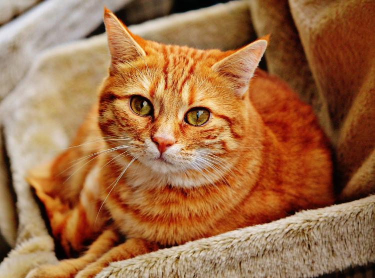 Fleas And The Indoor Cat - What You Need to Know