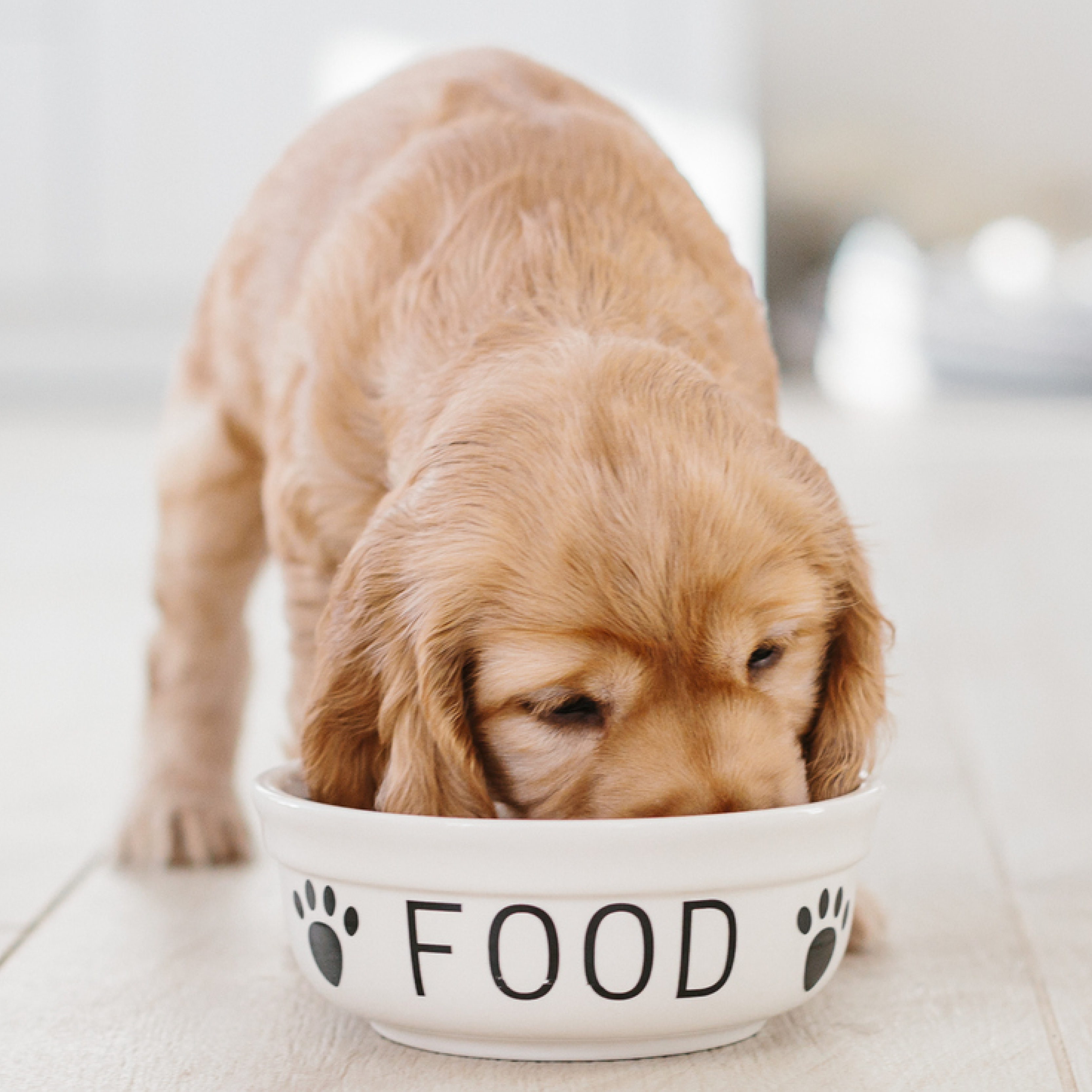 A puppy eating